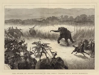 The Prince of Wales hunting in the Terai, Charge of a Rogue Elephant